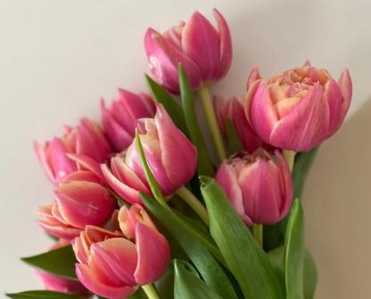 Deň tulipánov na Tulipáne