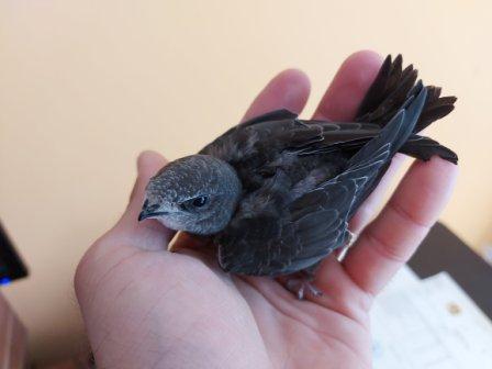 Vtáky v meste - spoznajte svojich operených susedov