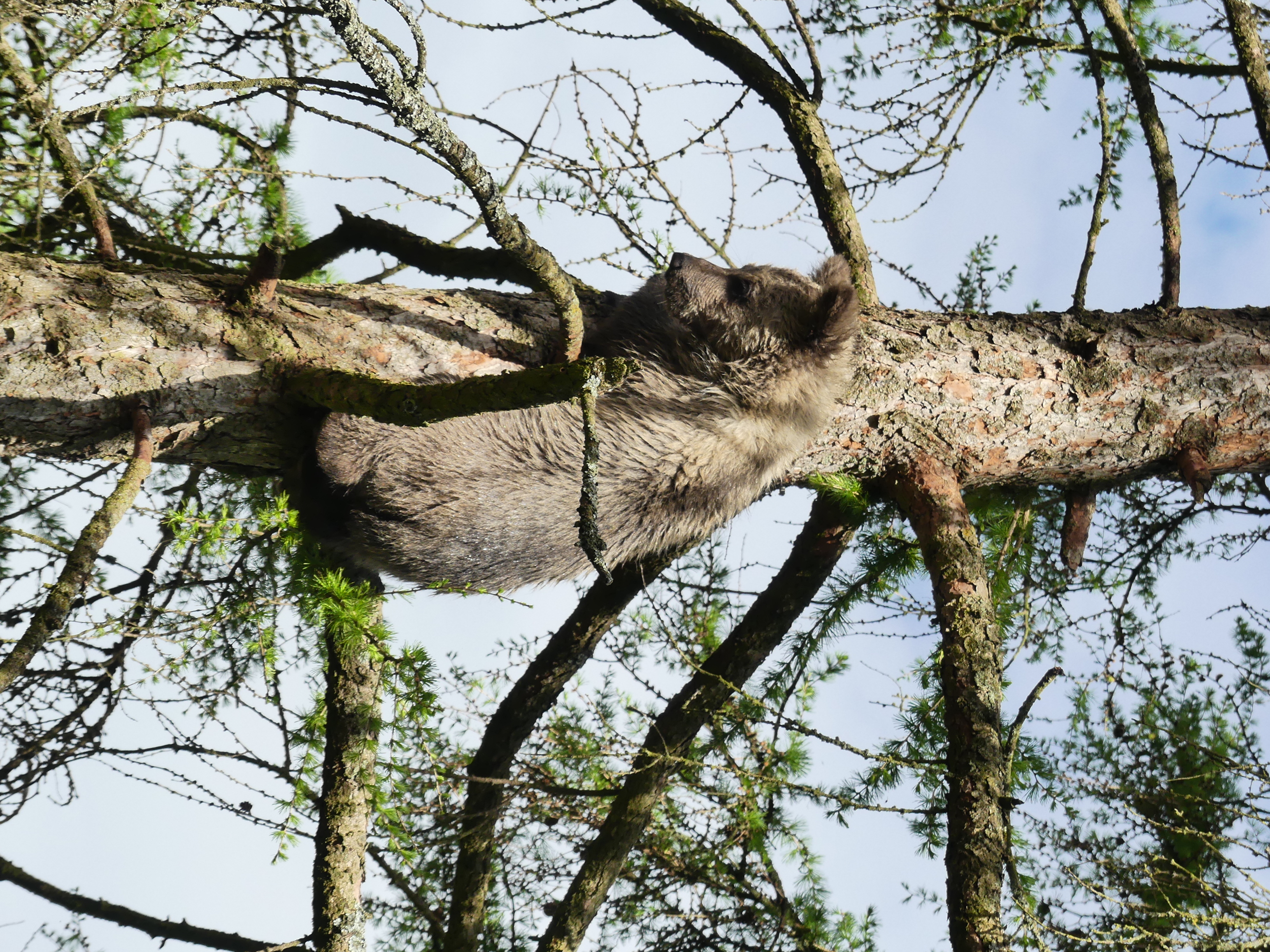 Poľana - príbehy z divočiny slovenského vulkánu