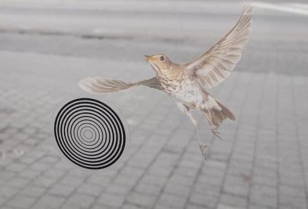 Sklenené vtáčie peklo, príčiny, riešenia a svetlo na konci tunela